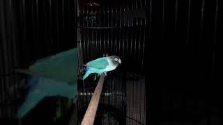 Download lagu Masteran love bird ngekek irama syahdu mp3