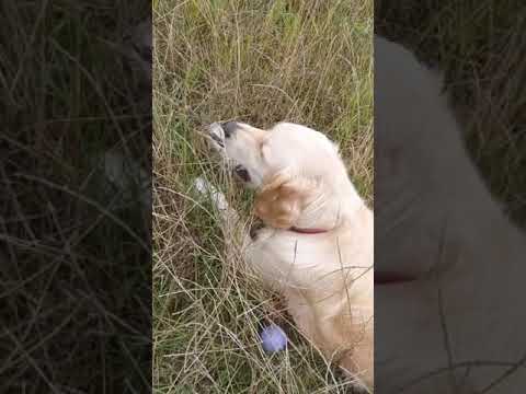 Alices Adventures video.