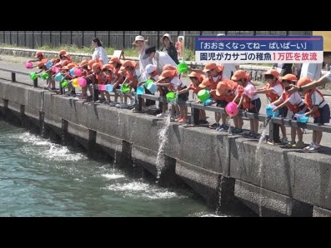YouTube Video 「おおきくなってねー」幼稚園と保育園の園児がカサゴの稚魚を放流　静岡・焼津漁港