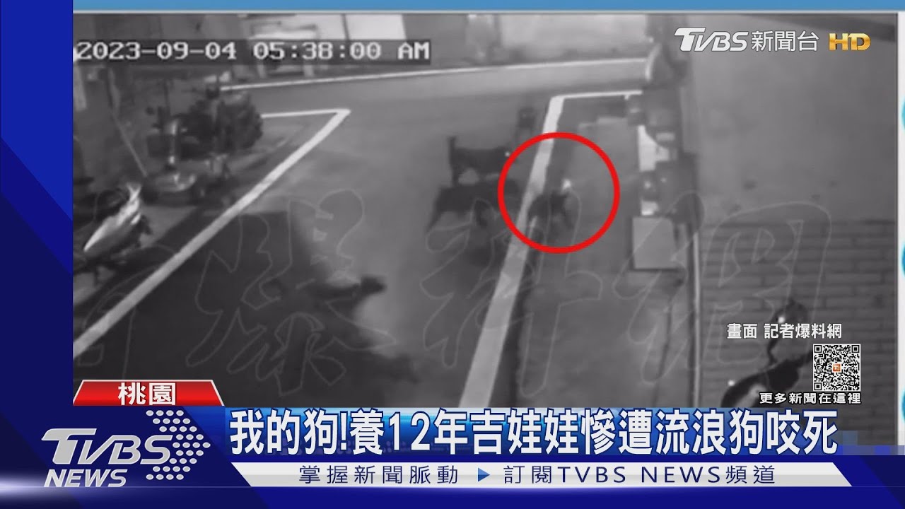 我的狗! 養12年吉娃娃慘遭流浪狗咬死