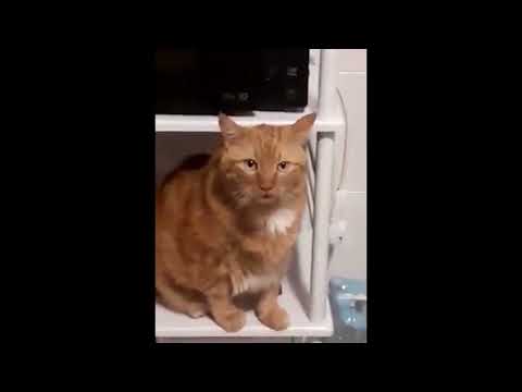 GATTO SCONTROSO NON NE VUOLE SAPERE DI FARSI ACCAREZZARE DALLA SUA AMICA UMANA!