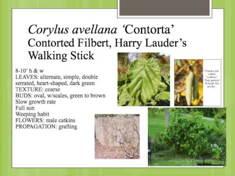 Corylus avellana 'Contorta'