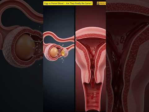 Is Period Blood an Egg? | Egg vs Period Blood – Are They Really the Same
