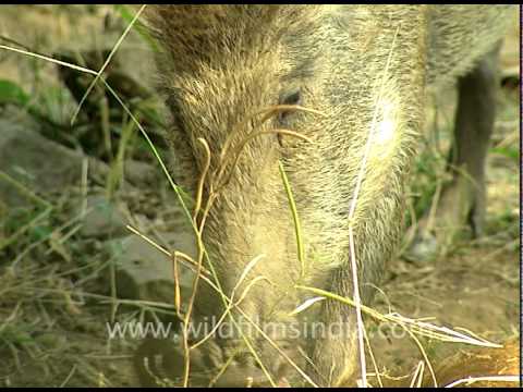 Wild Boar eating another  boar??