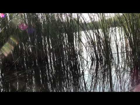 Pescuit caras la balta  Gliganu de Sus  2-06-2015 partea3-a