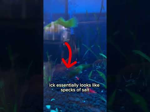 How to treat ich (What are these white spots on my fish?) #fishcare #fishtank #fishcare #aquarium