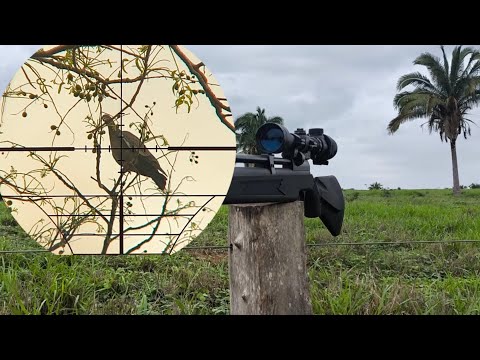 MAIS UMA CAÇADA DE POMBA ASA BRANCA ✅ FRITO 💥 #pr900g2 #pombaasabranca #luneta