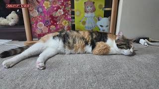 三毛猫フミちゃん　 LIVE配信　2026年7月27日　calico cat　(LIVE stream)