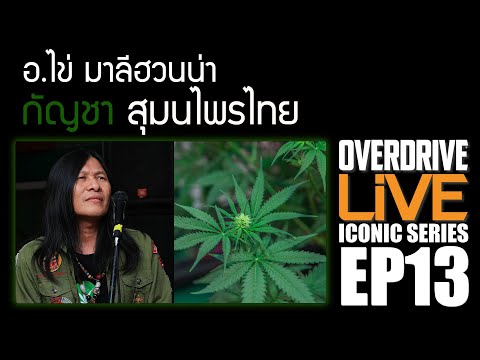 กัญชา สมุนไพรไทย อ.ไข่ มาลีฮวนน่า Overdrive Live Iconic Series EP.13