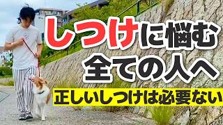 【本音トーク】しつけに悩んでいる飼い主さんへ｜犬と幸せに暮らすために本当に大事なこと【犬のしつけ】