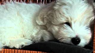preview picture of video 'Coton du Tulear, Dutch Puppy in June'