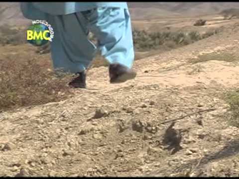 Chey Kata Mani | Shah Jaan Dawoodi | Vol 5 | Balochi Song | Balochi World