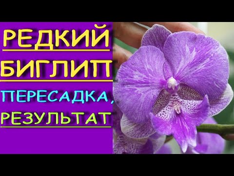 Орхидеи.ТОТ,редкий,БИГЛИП из "Юга":пересадка,РЕЗУЛЬТАТ.Фаленопсис.