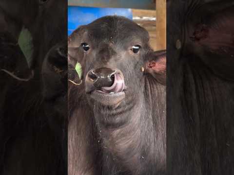 Super Calf #calf #murrah #buffalo - Careless Whisper ❤️