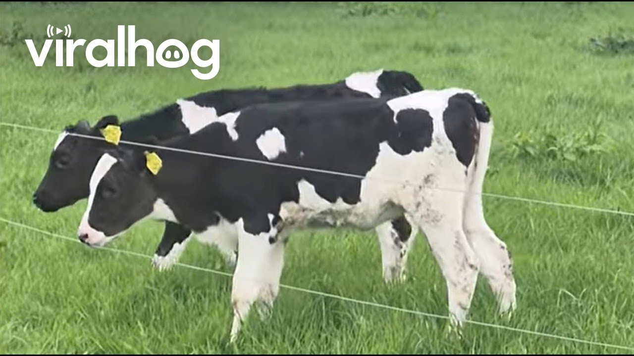 Two Factor Verification on the Farm || ViralHog