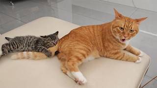 When Kittens Boss Around Big Cats 😼🐱😂 Funniest Kittens 2026