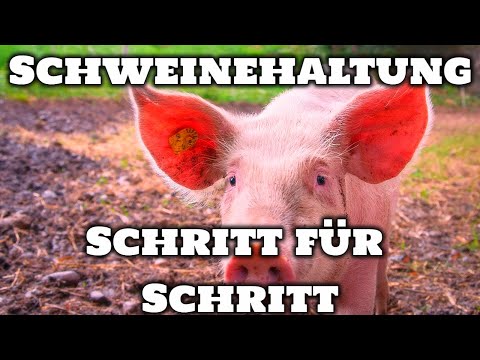 , title : 'Schweinehaltung Anfänger – alles über schweine'