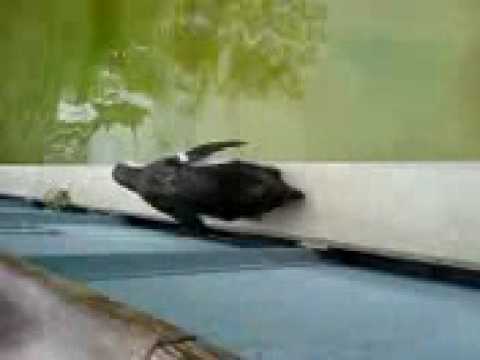 Dummer Pinguin Wilhelma