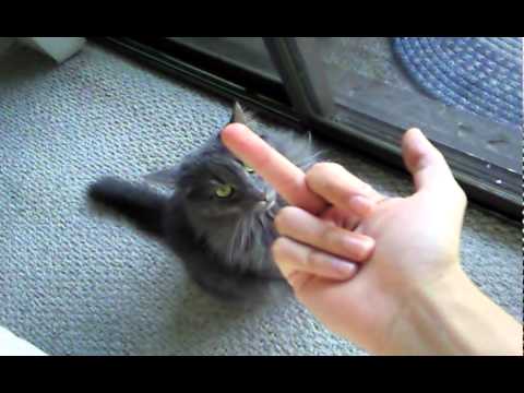 download lagu mp3 mp4 Fuck You Cat, download lagu Fuck You Cat gratis, unduh video klip Fuck You Cat