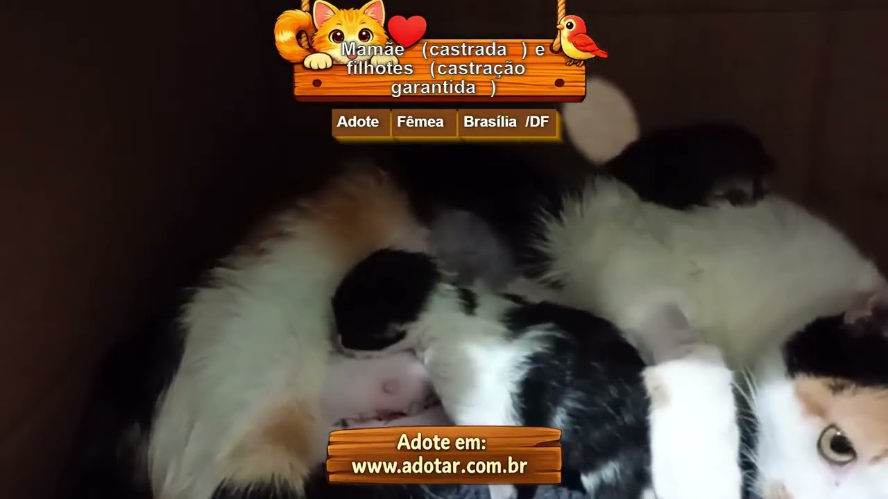 Gato raça SRD-ViraLata idade 7 a 11 meses nome Mamãe (castrada) e filhotes (castração garantida)