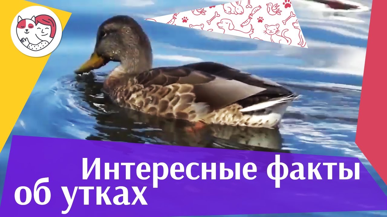 5 необычных фактов о диких утках на ilikepet