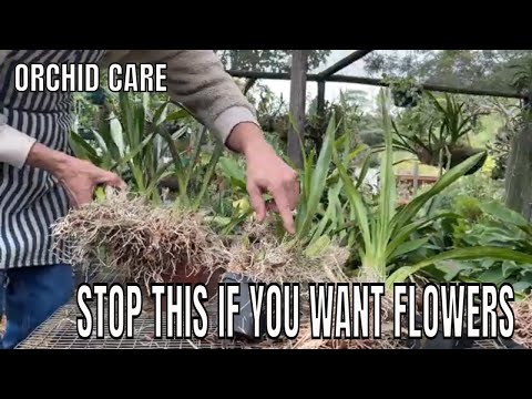 Oncidium Sphacelatum, Professional tips on Repotting and Fungus Treatment complete Guide.