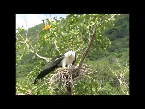 Swallow-tailed Kite Elanoides forficatus elegant flight Brazil