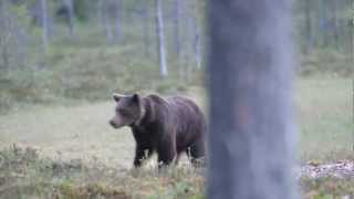 preview picture of video 'Bear 2012'