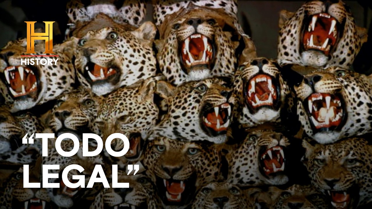 CABEZAS DE TIGRE POR $1,800 🐯 - CAZADORES DE TESOROS