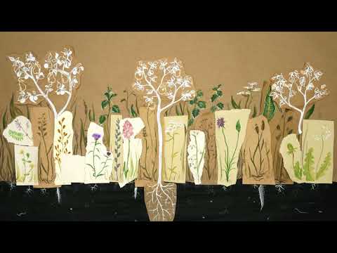 The Field, The Quadrangle