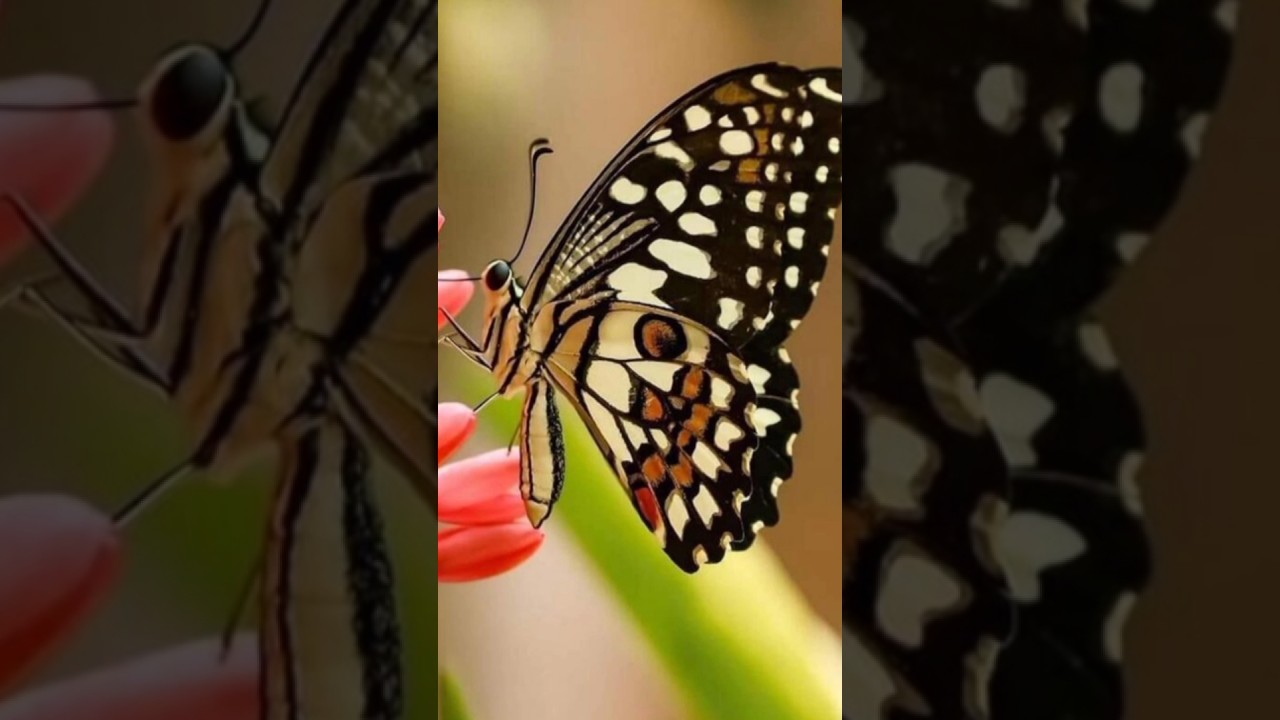 Beautiful Butterflies in Nature #shorts #youtubeshorts #viral