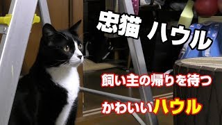 トイレの前で忠犬ハチ公のように待つ可愛いハウル　ネコパンチ