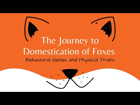 The Journey to Domestication of Foxes: Behavioral Genes and Physical Traits