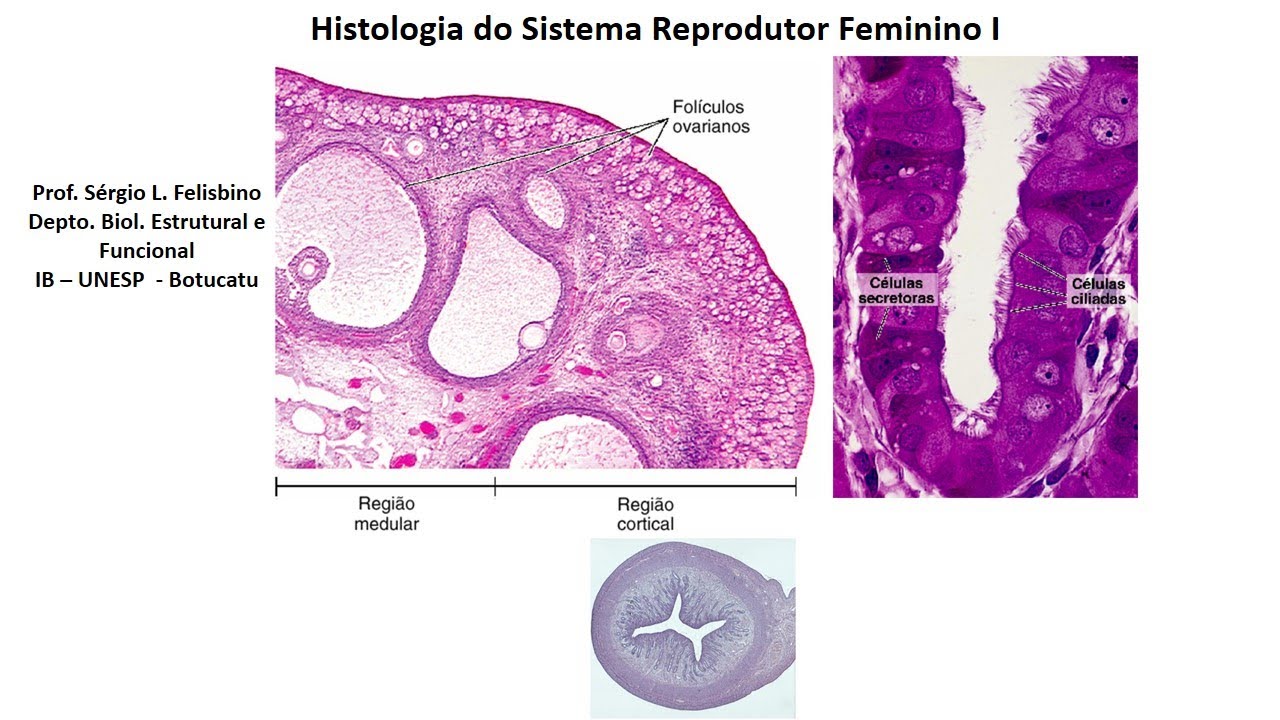 Histologia do Sistema Reprodutor Feminino 1 - Vet - UNESP