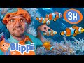 Blippi Explores The FISH PLAYGROUND Blippi And Meekah Best Friend Adventures Educational Videos