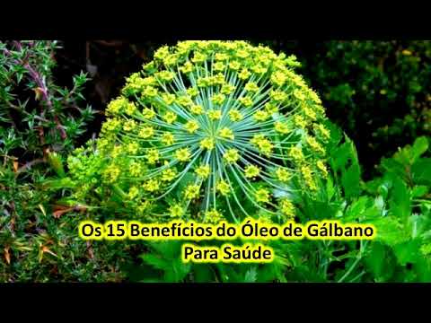 Os 15 Benefícios do Óleo de Gálbano Para Saúde