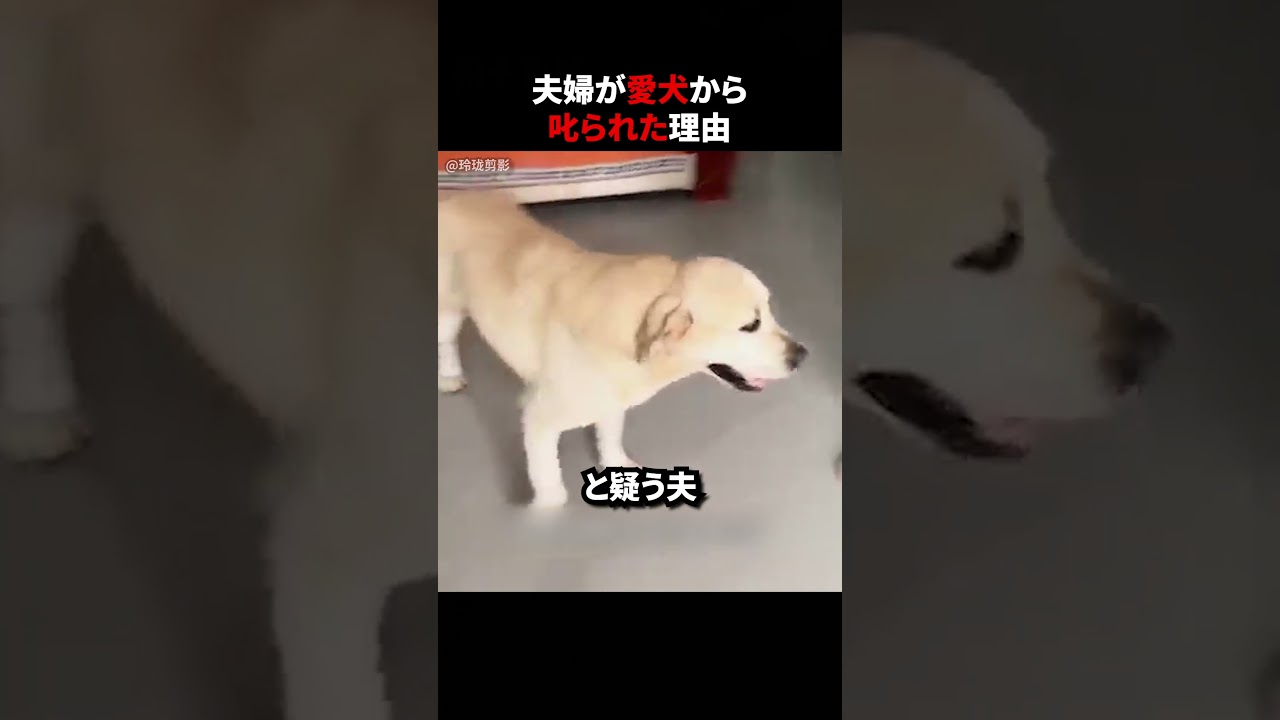 夫婦が愛犬から叱られた理由
