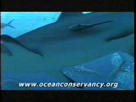 Ocean Conservancy   Heidi Klum   2003