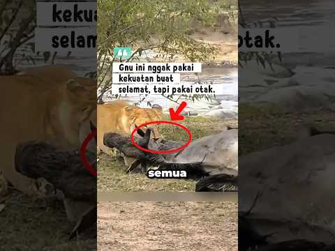 😱 Detik‑Detik Gnu Pura‑Pura Mati Biar Selamat dari Singa #shorts