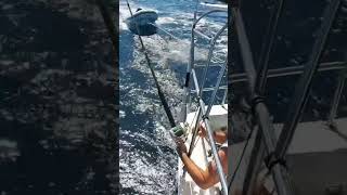 Download lagu FISH ON! Fishing off a Sailboat!t🎣 ⛵️ #short #fishing #sailing mp3