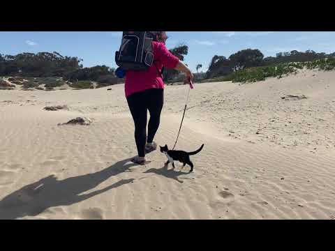 Panda the kitten goes on a beach walk