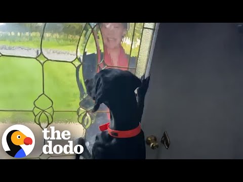 Perro se vuelve loco cuando Julie Andrews viene de visita | The Dodo