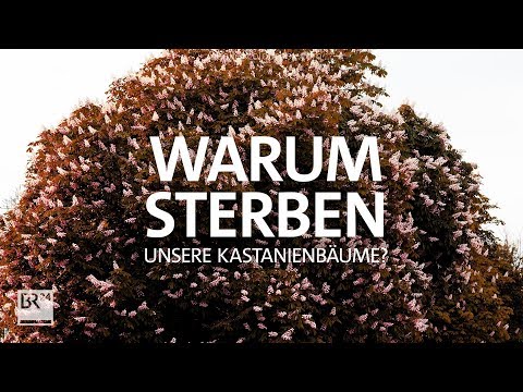 Warum sterben unsere Kastanien-Bäume? | #fragBR24💡 | BR24