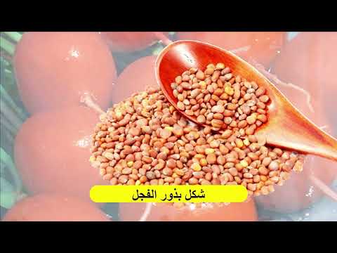 ماذا يزرع في شهر سبتمبر اكتوبر نوفمبر ديسمبر الزراعة الشتوية