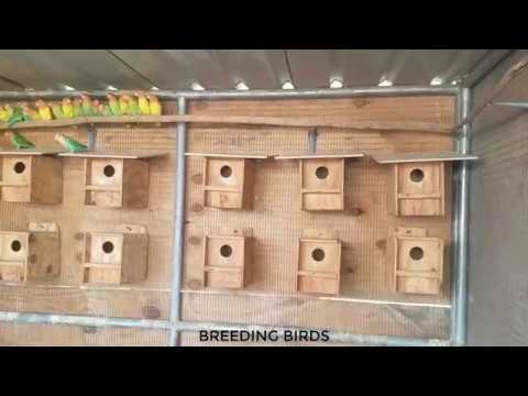 2018 Breeding Room Green Peachface Lovebirds Progress