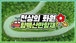 [#랜선여행 떠나기] 영상으로 만나는 천상의 화원! 함백산 만항재