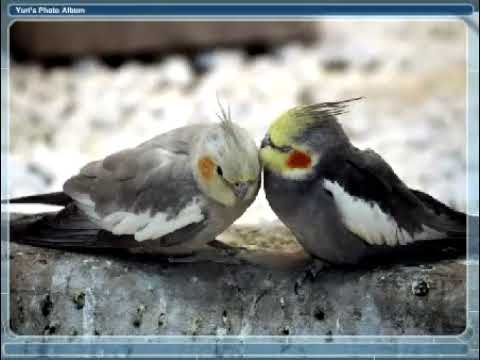 Cellular soundtrack Nina simone Sinnerman