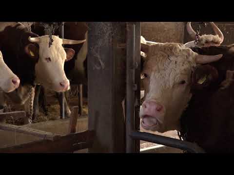 Naša priča ep.139 20.04.2018. - Pranjani, Čačak - govedarstvo i ovčarstvo