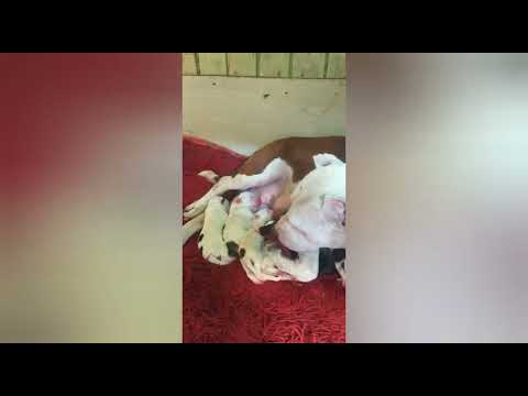 Pessoal nasceu os filhotes da minha cachorra são lindos em 👏❤️