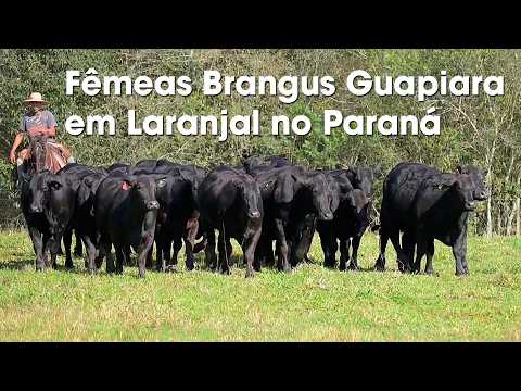 Fêmeas Brangus Guapiara em Laranjal, Paraná